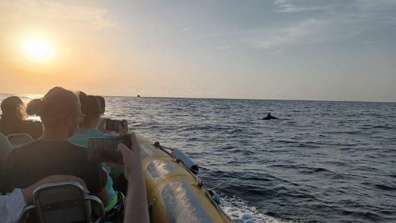 From Can Picafort: Dolphin Watching and Cave Boat Trip