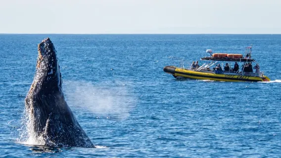 Dana Point Fast & Fun Zodiac-Style Dolphin & Whale Watching