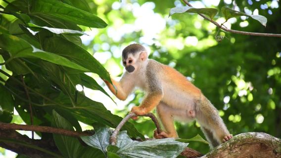 Manuel Antonio Ulusal Parkı VIP Rehberli Turu