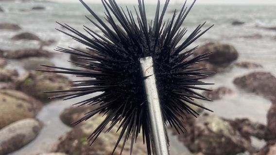 廣東陽江海陵島趕海體驗【提供趕海工具+專業教練帶隊+收穫歸客人所有】