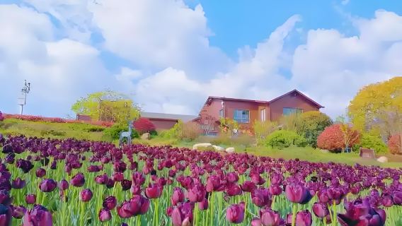 埃米爾甘公園+蘇丹艾哈邁德清真寺+聖索菲亞大教堂+地下水宮