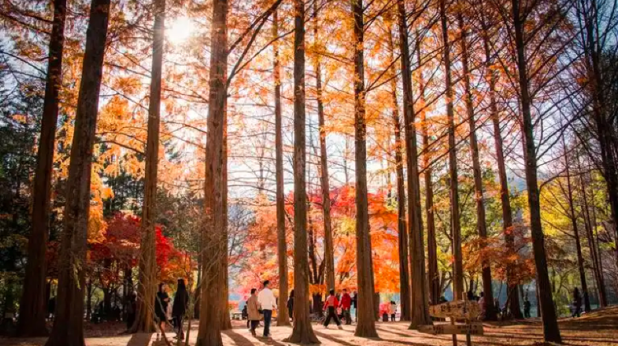 韓國首爾+羊駝世界+韓國樂高樂園+江村鐵路主題樂園+南怡島+小法國村一日遊
