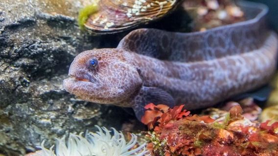 San Francisco: VIP Experience at Aquarium of the Bay