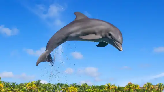 Delphinus Dolphin Experiences at Playa Mujeres