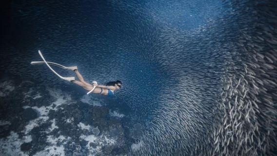 フィリピン・ボホール島で体験ダイビングスキューバダイビング・フリーダイビング・シュノーケリング3時間【サーディンストーム(ホテル送迎|毎日のグループツアー|早起きする必要はありません)