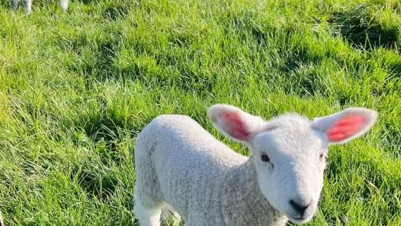 Christchurch pergi-balik Akaroa lawatan sehari · Pemandu pelancong berbahasa Cina · Termasuk tiket ladang alpaka