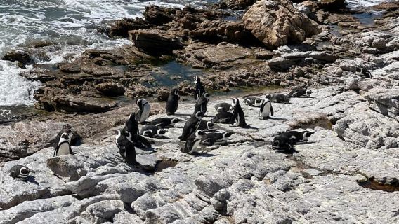 Cape Agulhas, Hermanus whales & Wine Tasting Day Trip