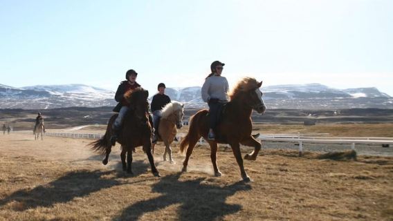Varmahlid: 1-Hour Icelandic Horse Riding Tour