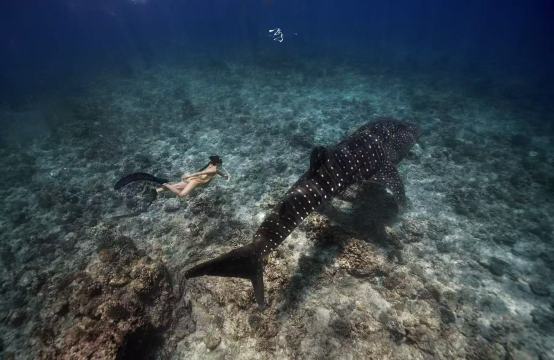 宿霧奧斯洛布鯨鯊深潛＋墨寶沙丁魚深潛