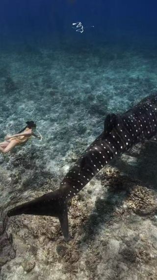 세부 왕복|보홀 아일랜드 출발 오슬롭 고래상어 스쿠버 다이빙 + 모알보알 정어리 스쿠버 다이빙