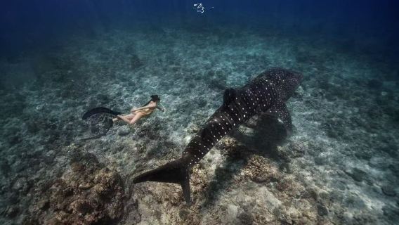 ดำน้ำลึกกับฉลามวาฬที่ออสลอบและดำน้ำลึกกับปลาซาร์ดีนที่โมอัลโบ