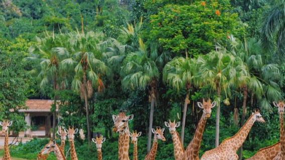 Quảng Châu Trường Long Panda/Trường Long/Hương Giang/2 ngày 1 đêm/3 ngày 2 đêm không giới hạn vui chơi + Thế giới động vật + Thế giới vui nhộn + Thế giới chim bay có thể chọn gói xiếc thú hoặc buffet