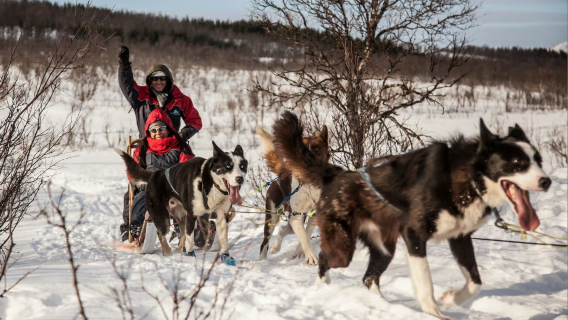 Pengembaraan menaiki kereta luncur anjing husky di Tromso, Norway