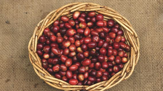 潞江壩小粒咖啡原產地之旅【2-6人精品小團】