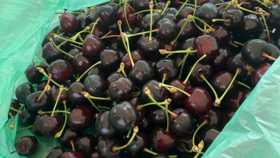 阿德萊德限定櫻桃季｜市區出發，櫻桃園半日採摘，暢吃之旅！