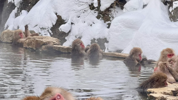 Private Chartered Tour in Nagano, Japan|Jigokudani Yaen-Koen + Shiga Highlands + Yokote Summit Observation Deck