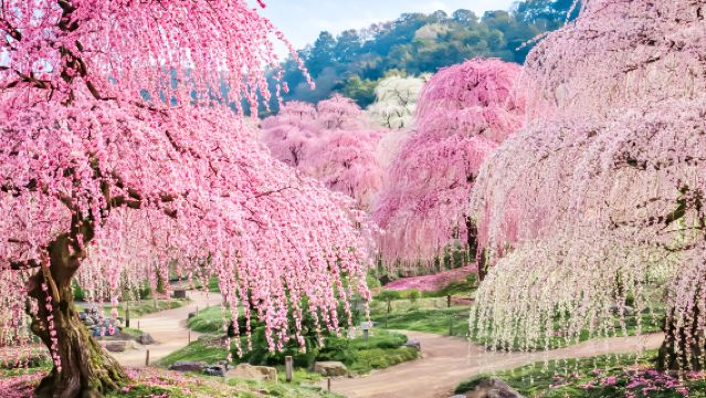 Mie & Shiga Day Tour from Japan: Plum Blossom Viewing at Suzuka Forest, Strawberry Picking, and Ryuo Outlet Shopping