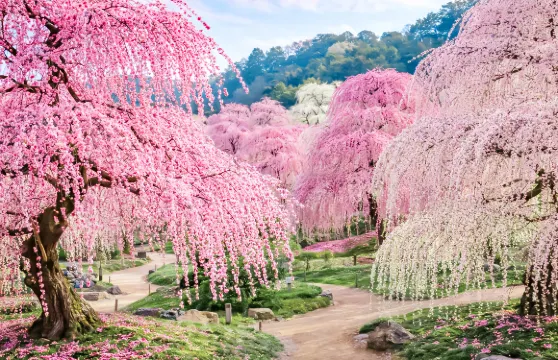 日本三重·滋賀一日遊：鈴鹿之森賞梅+草莓園採摘+龍王奧特萊斯