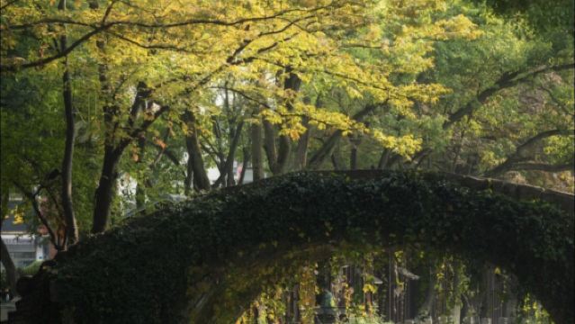 Guida dal vivo all'antica città di Mudu a Suzhou|Passeggiata con un Insider di Mudu: I Segreti della Città Giardino
