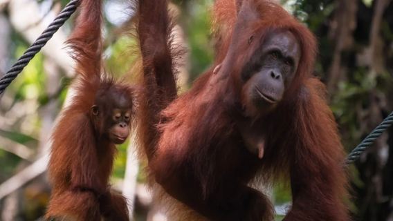 [2-9 orang] Lawatan Sehari ke Pusat Pemuliharaan Orang Utan & Rumah Panjang Annah Rais & Ladang Buaya Yeong