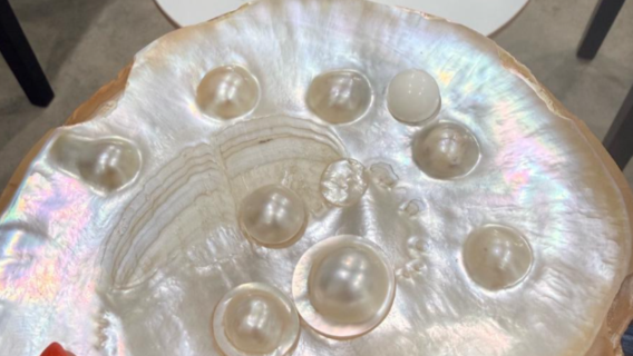 Broken Bay, Australia: 3-hour pearl farm cruise and oyster tasting experience
