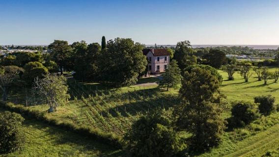 Colonia: Las Liebres Vineyard Sightseeing Tour, Organic Garden & Wine Tasting