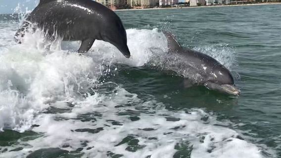 Wild Dolphin Tour