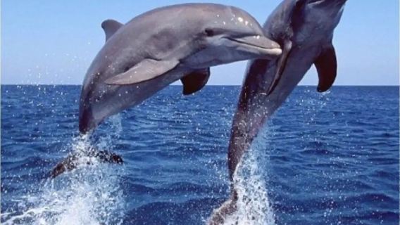 Bali Lovina Beach 1-day tour | Dolphin watching + optional snorkeling/ATV adventure