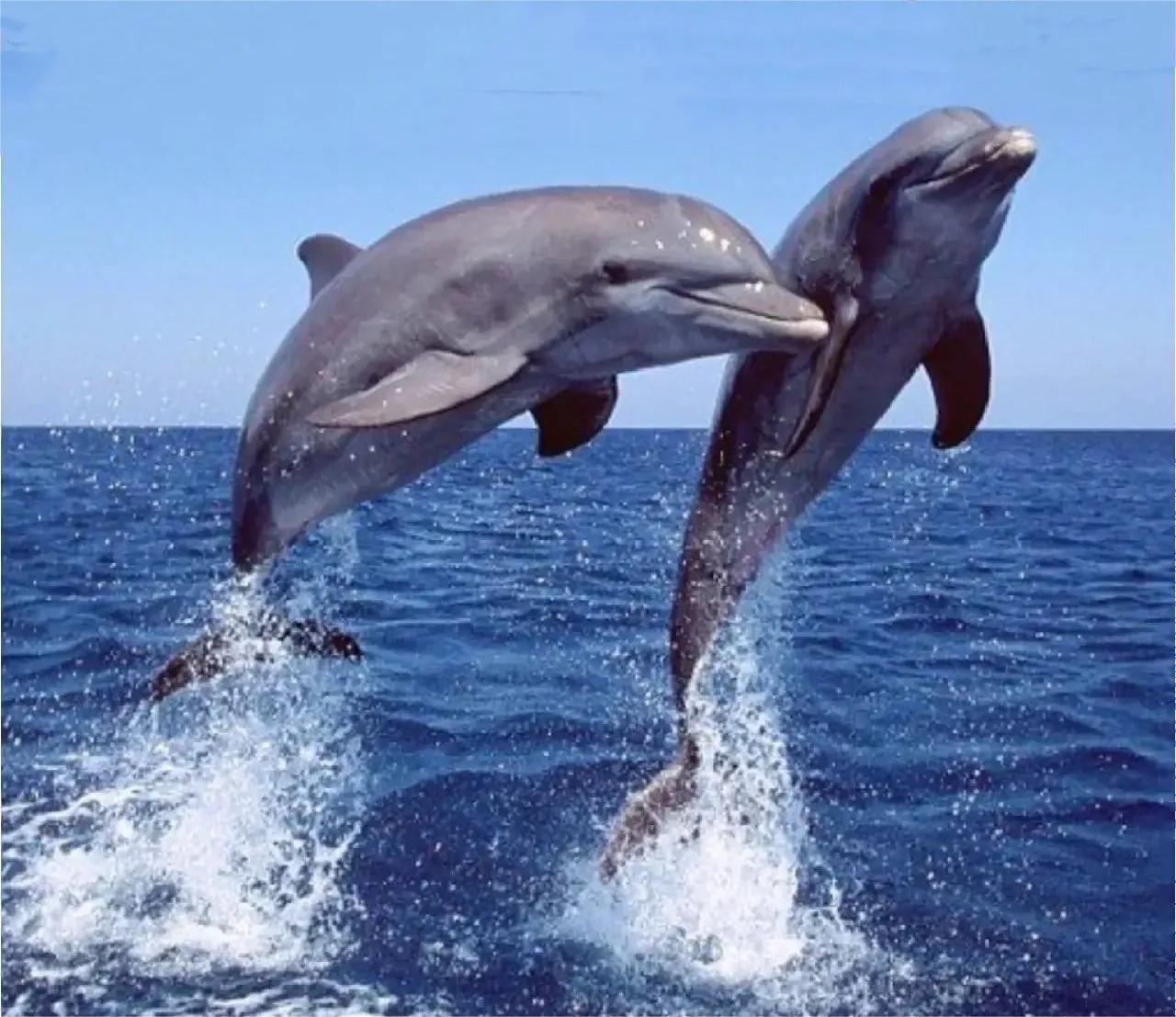 Bali Lovina Beach 1-day tour | Dolphin watching + optional snorkeling/ATV adventure