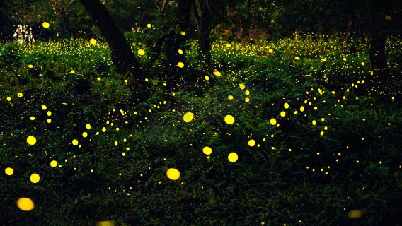 サバ州カワカワ・リバー・クルーズ ワンデーツアー【少人数グループオプションあり|モスク|テングザルとホタル