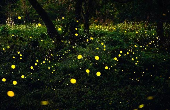 每日有位！沙巴Kawa紅樹林一日遊【可選小團丨長鼻猴螢火蟲】