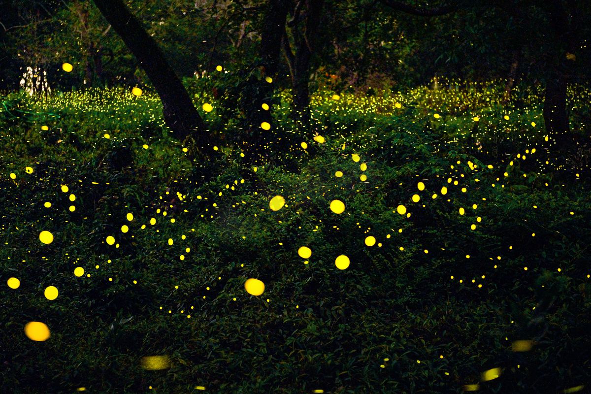 lawatan sehari Kawa-kawa river cruise di Sabah [pilihan kumpulan kecil|Masjid|Proboscis monyet kunang-kunang