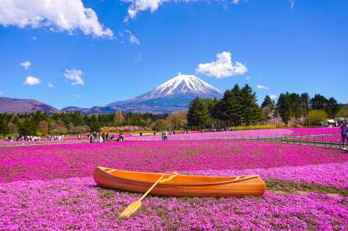 東京富士山、河口湖、山中湖一日遊(富士山雙湖慢旅行)