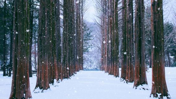 Winter exclusive|Alpaca World X Nami Island X Five-Color Starlight Garden Exhibition at Garden of Morning Calm