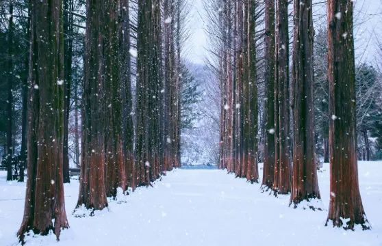 冬季限定| 魚飛溪谷冰川X羊駝世界X南怡島X五色星光庭園展晨靜樹木園夜燈
