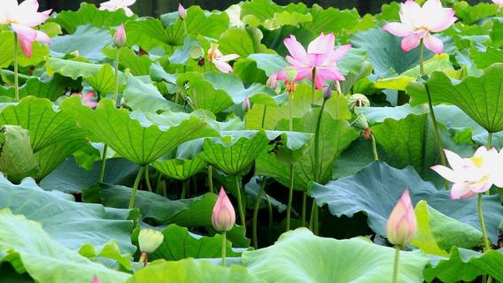 guida tour di un giorno nell'area panoramica del Lago Occidentale di Hangzhou / Cinese / Inglese / Russo / Itinerario personalizzabile