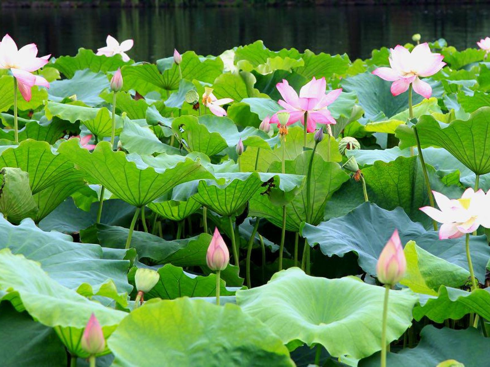 Tour di un giorno a Hangzhou con guida in cinese/inglese/russo e itinerario personalizzabile