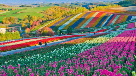 Popular product: 1-day tour to Biei and Furano in Hokkaido including Panoramic Flower Gardens Shikisai-no-oka, Shirogane Blue Pond (Aoiike) and Shirahige Waterfall