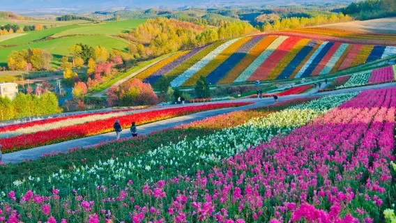 [Biglietto d'ingresso alla collina Shikisai incluso] Tour di un giorno a Biei e Furano a Hokkaido: Fattoria Tomita & Stagno Blu