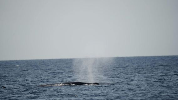 Lanzarote whale and dolphin watching experience