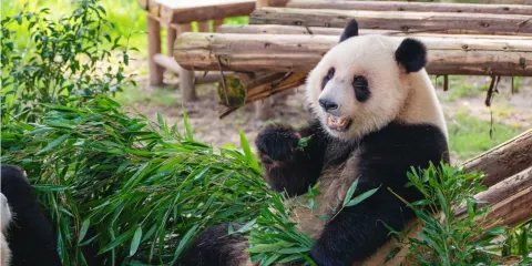 中國重慶︱重慶動物園+馬房灣66號七彩巷+磁器口+洪崖洞民俗風貌區夜景