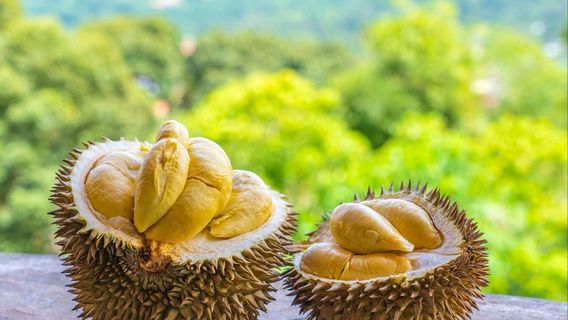 東北縣特色體驗