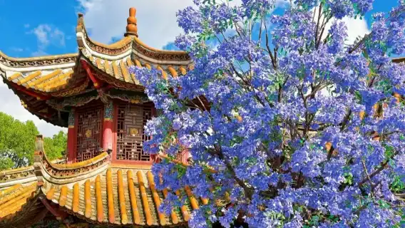 Kunming Old Town Half Day Private Tour