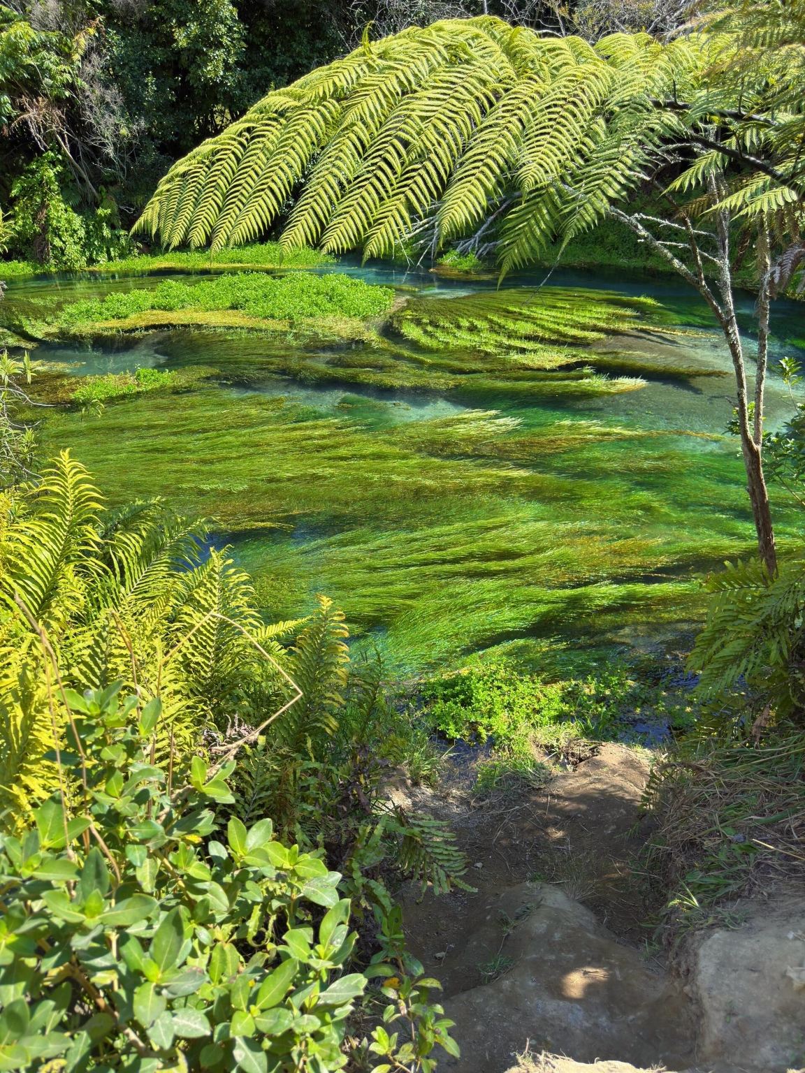 紐西蘭羅托魯瓦 地熱奇觀一日遊「奧克蘭出發 可訂製多日行程」