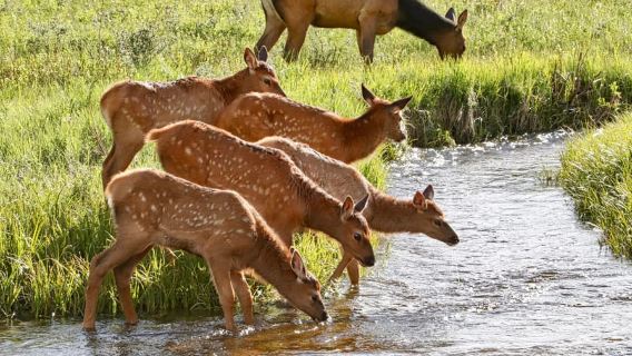 Recorrido de medio día por los lagos y prados del Parque Nacional de RM (RMNPotógrafo)