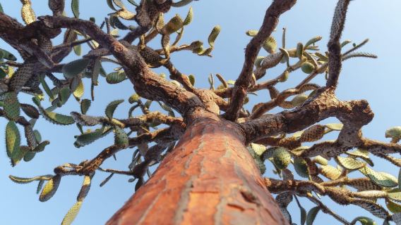 Santa Fe Day Trip with Snorkeling + Playa Escondida