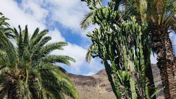 Gran Canaria: Camel Ride Safari w/ Optional Food & Transport