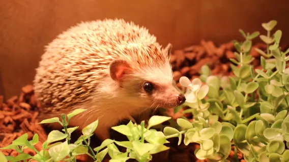 Djurcaféet Moff Animal Cafe på Lalaport Fukuoka