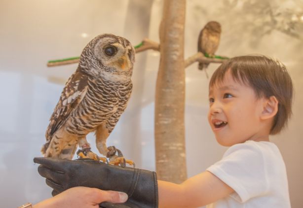 동물 카페 라라포트 후쿠오카점 Moff animal cafe 입장권 (음료 무제한)