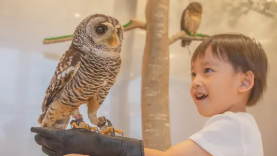 Inträdesbiljett till Moff Animal Cafe - LaLaport Fukuoka (dryck ingår)